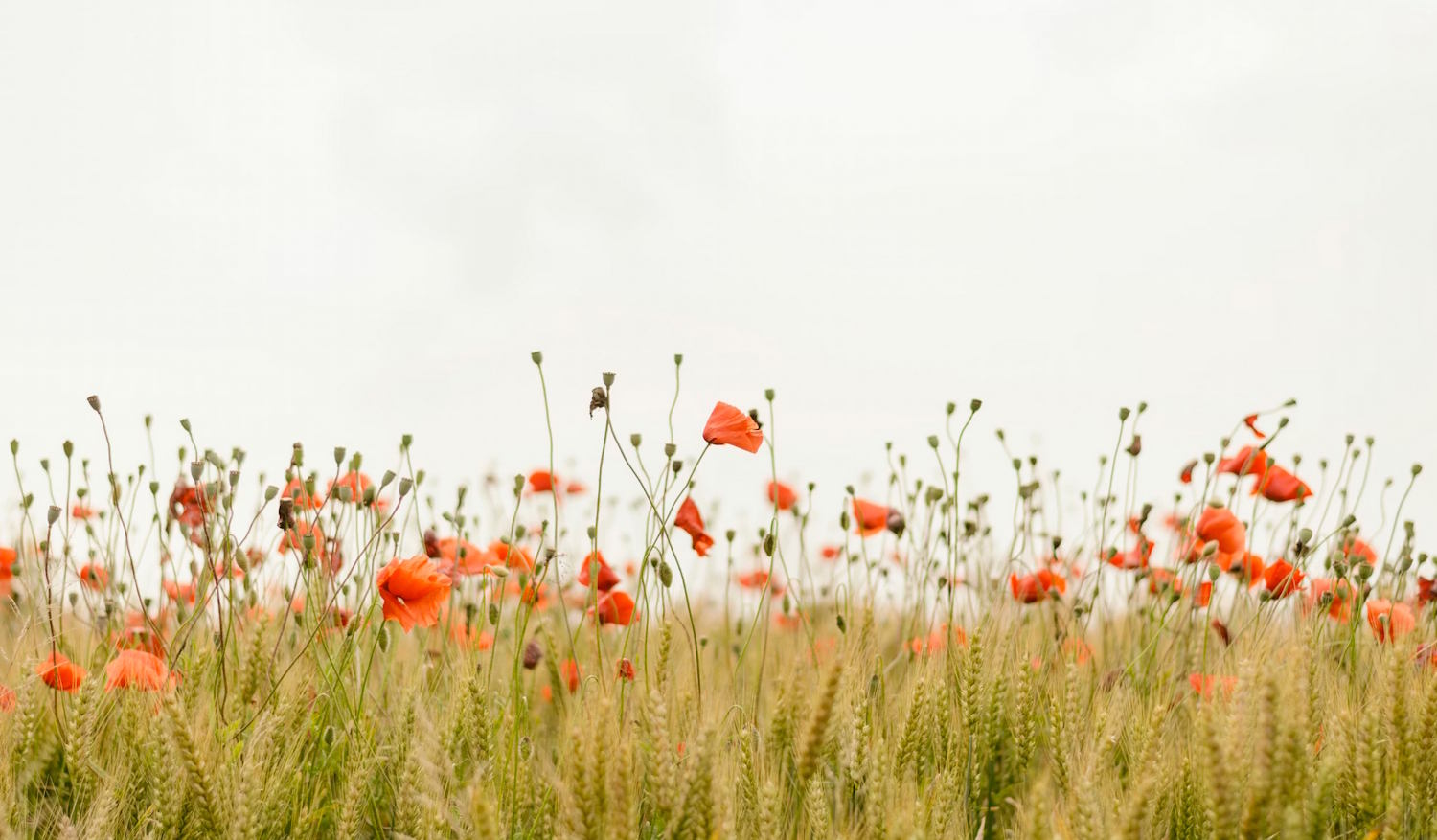 Open field with red flowers.