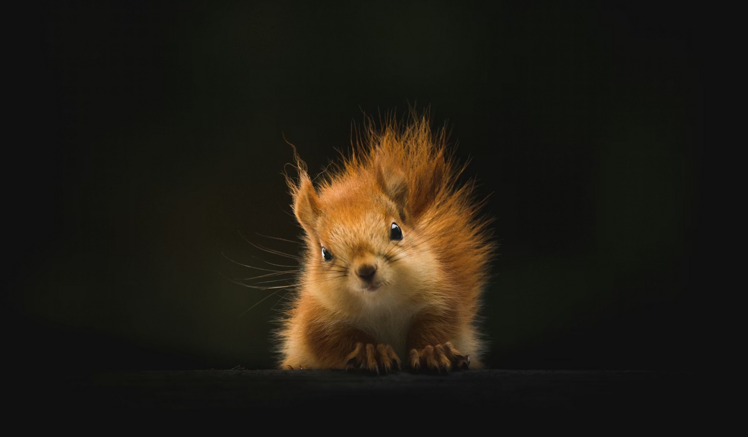 A squirrel staring into the camera.