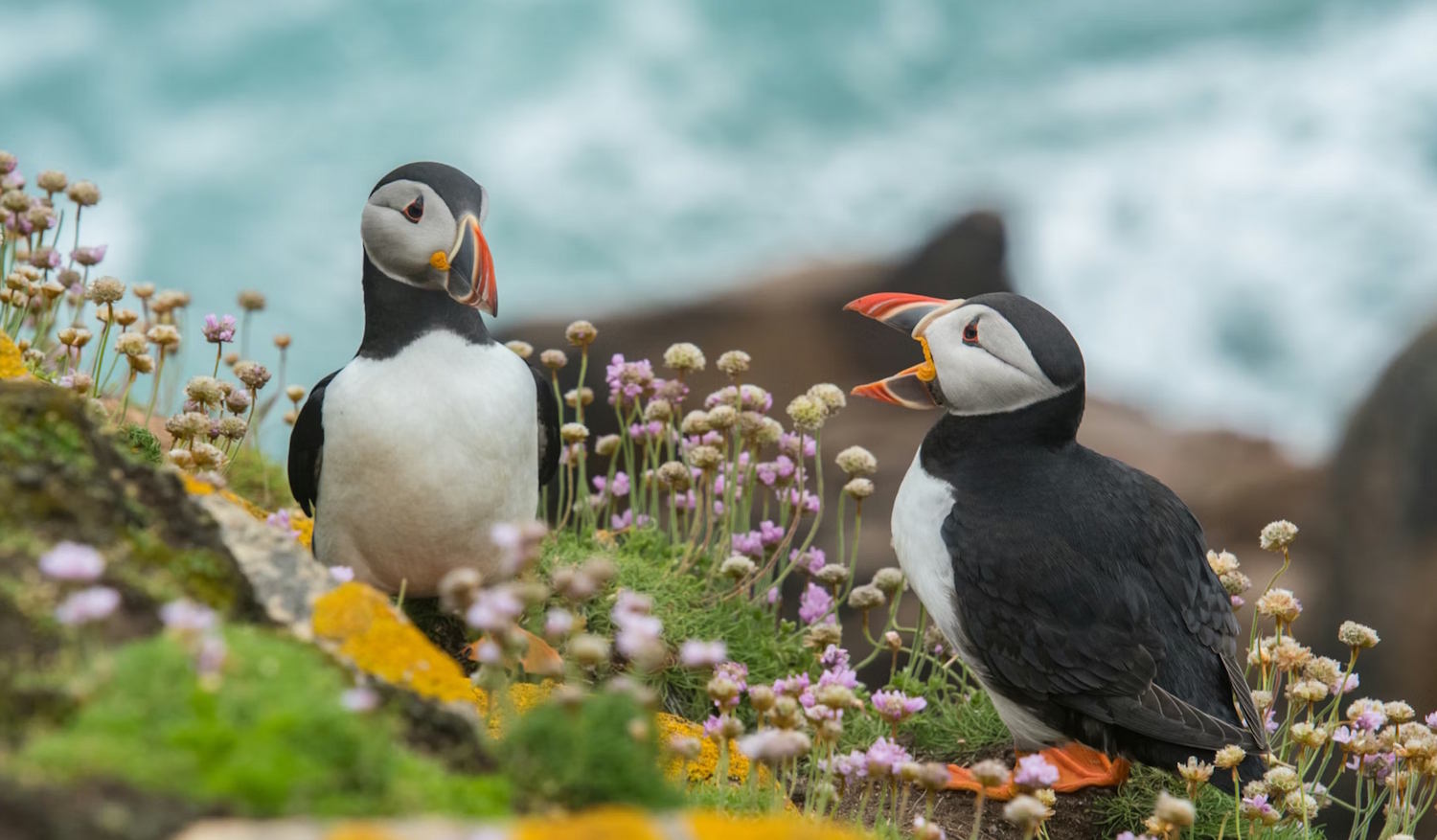 Two tucans talking to each other.